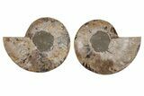 Cut & Polished, Agatized Ammonite Fossil - Madagascar #212890-1